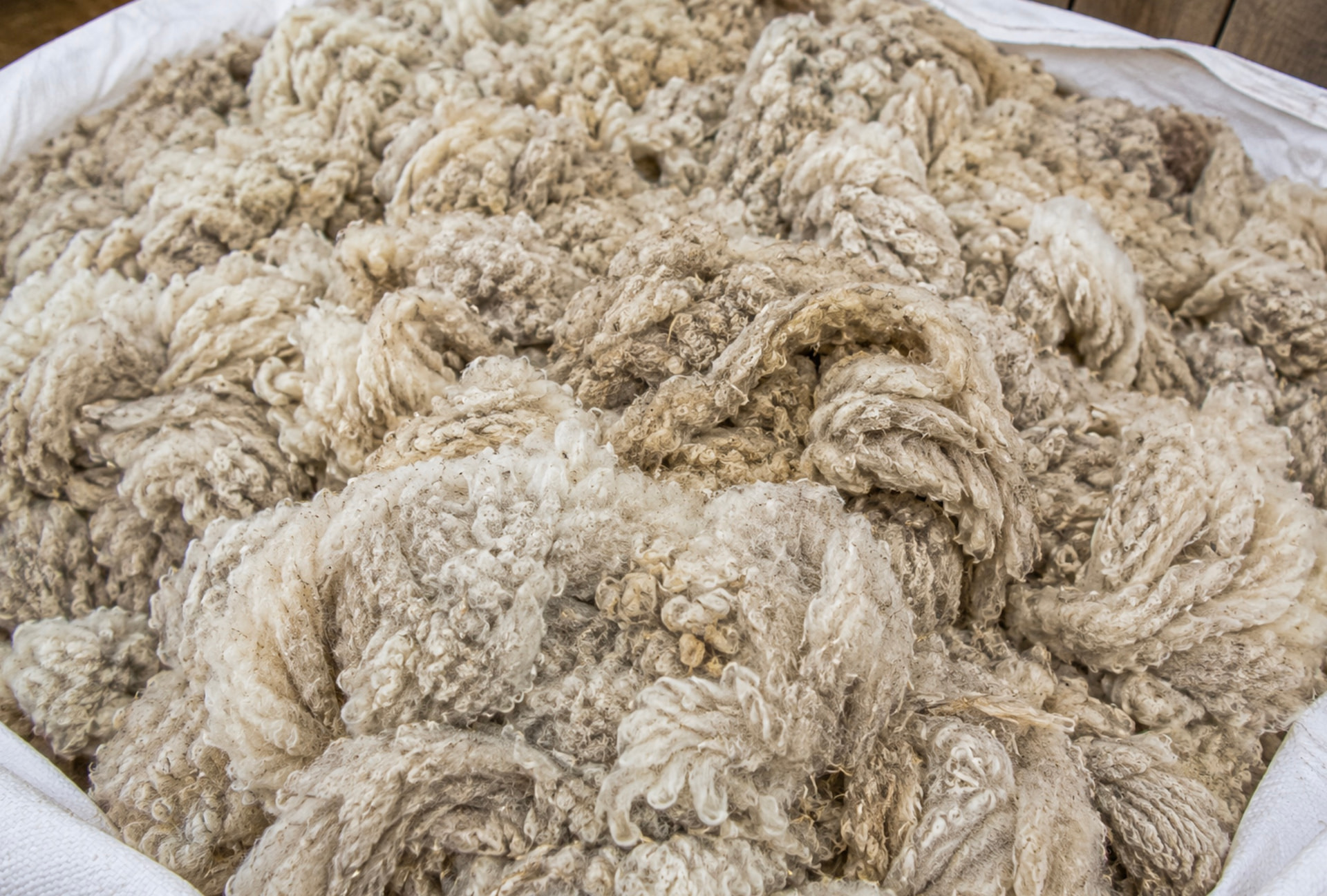 Sheep's wool