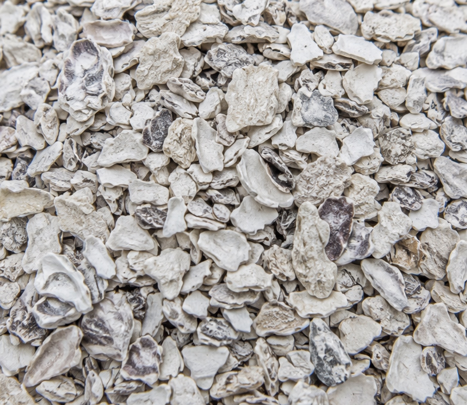 Oyster shell