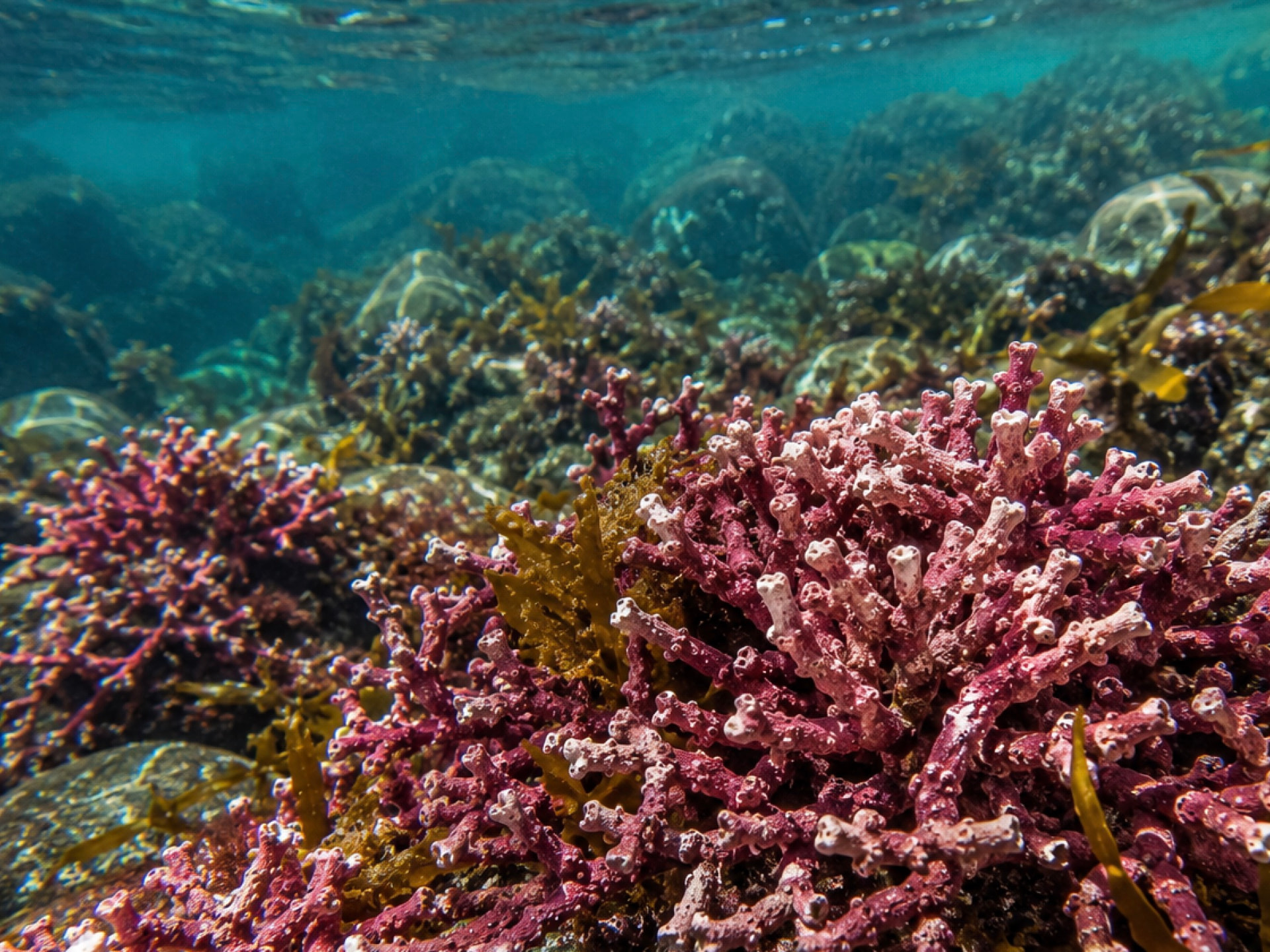 Red algae