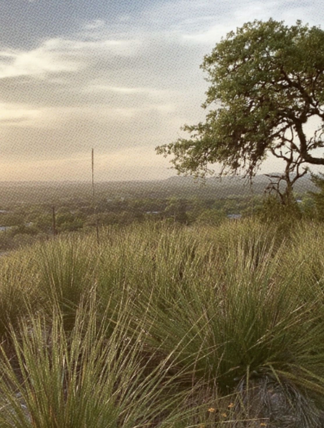 Texas hill country at dusk with a live oak and tall grass