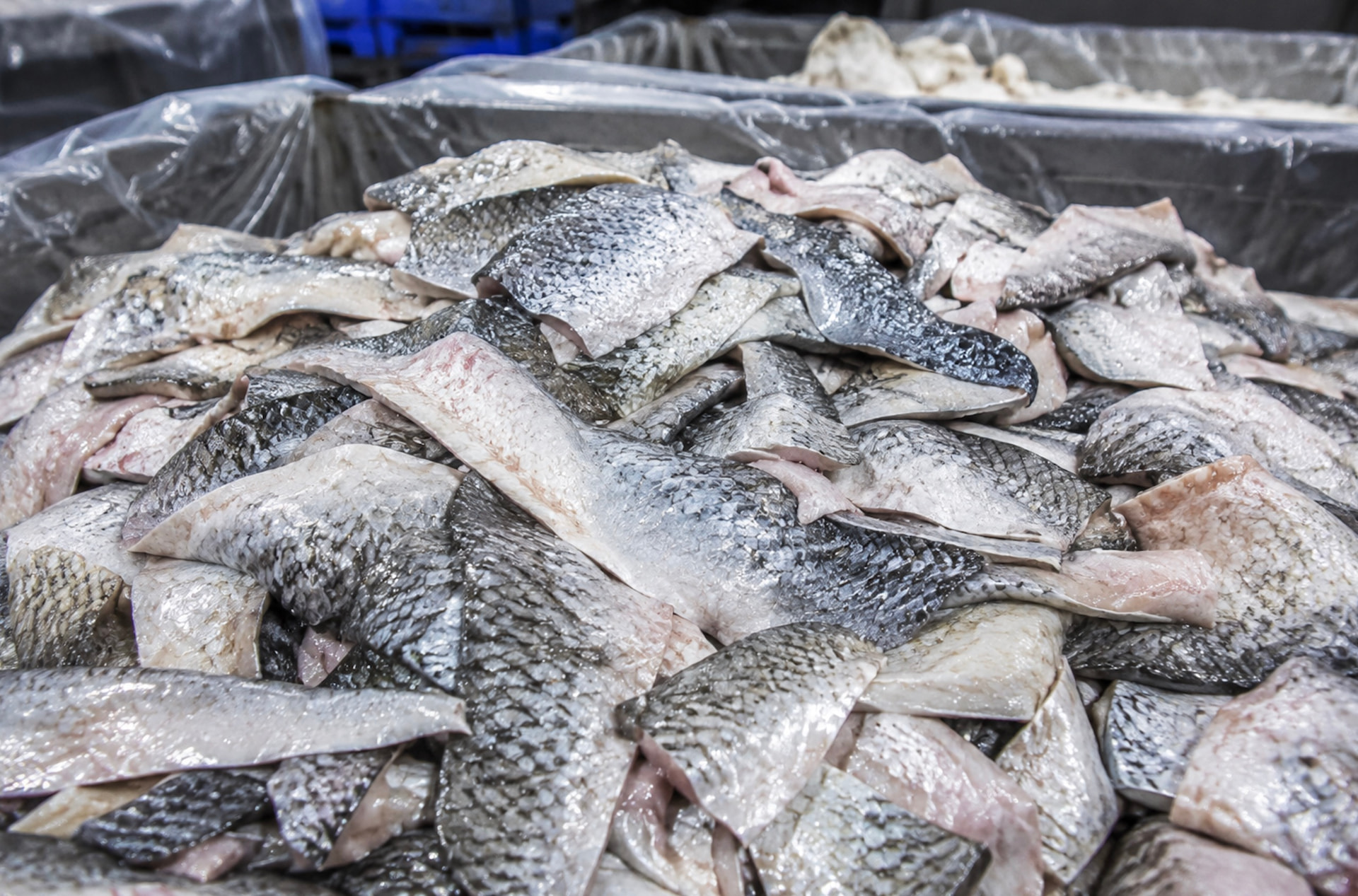 Fish skin & scales